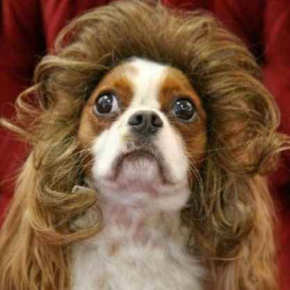 funny_dog_pic_worst_dog_toupee_ever_1.jpg