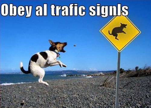 funny_dog_pictures_obey_traffic_signals.jpg