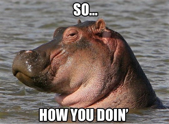 funny_hippo_face_water1.jpg