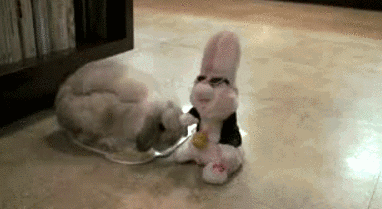 funny_pictures_animal_gifs_easter_bunnies_impostor.gif