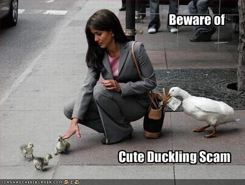 funny_pictures_beware_of_the_cute_duckling_scam.jpg