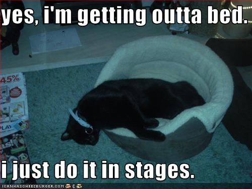 funny_pictures_cat_gets_out_of_bed_in_stages.jpg