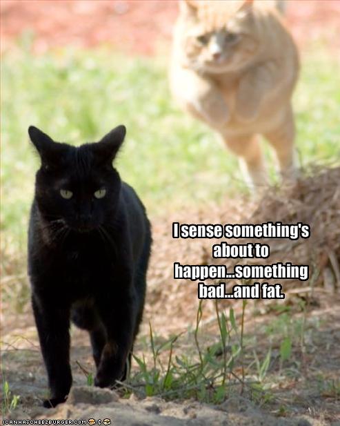 funny_pictures_cat_senses_something_bad_will_happen.jpg