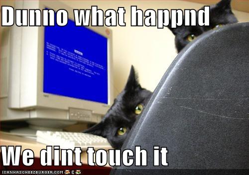 funny_pictures_cats_computer_blue_screen_death.jpg