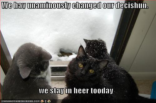 funny_pictures_cats_unanimously_stay_inside_from_snow.jpg