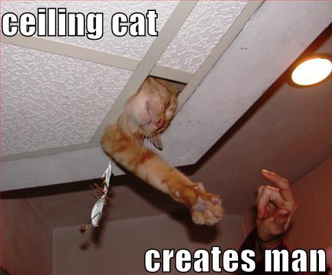 funny_pictures_ceiling_cat_creates_man.jpg