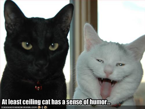 funny_pictures_ceiling_cat_has_a_sense_of_humour.jpg