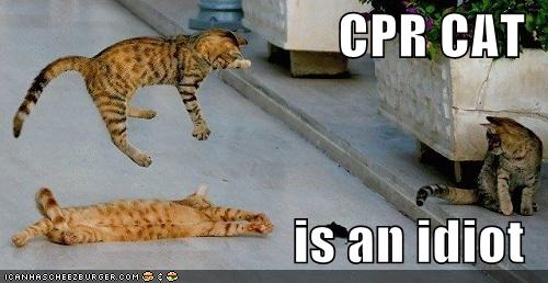 funny_pictures_cpr_cat_idiot_jumping.jpg