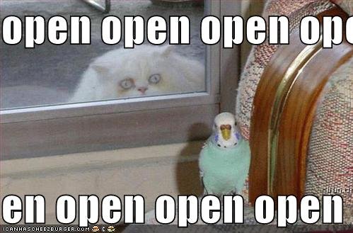 funny_pictures_crazy_cat_bird_window_open.jpg
