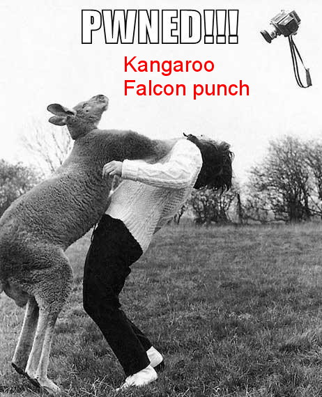 funny_pictures_kangaroo_punch_1.jpg