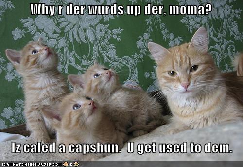 funny_pictures_mom_cat_teaches_kittens_about_captions.jpg