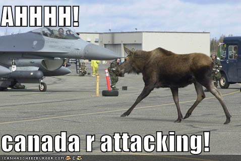 funny_pictures_moose_jet_planes.jpg