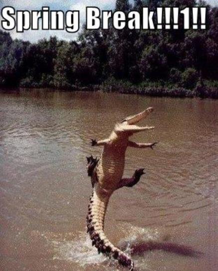 funny_pictures_spring_break_crocodile.jpg