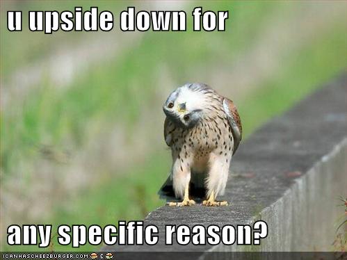 funny_pictures_upside_down_bird.jpg