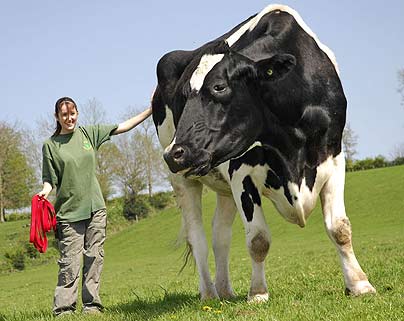 giant_cow_404_670343c.jpg