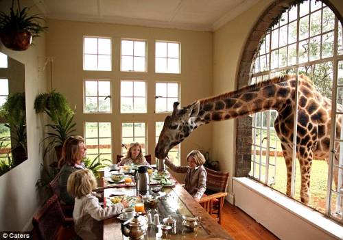 giraffe_party.jpg