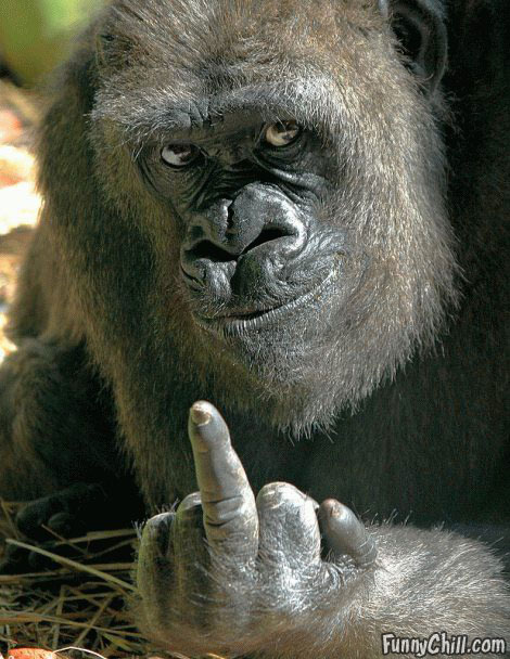 gorilla_finger.jpg