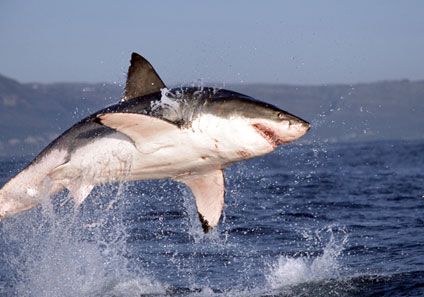 great_white_shark_jumping.jpg