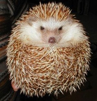 hedgehog_01.jpg