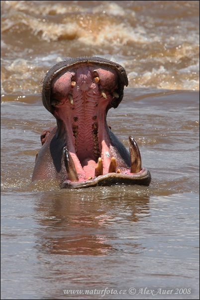 hippopotamus_amphibius_IMG_8350mw.jpg