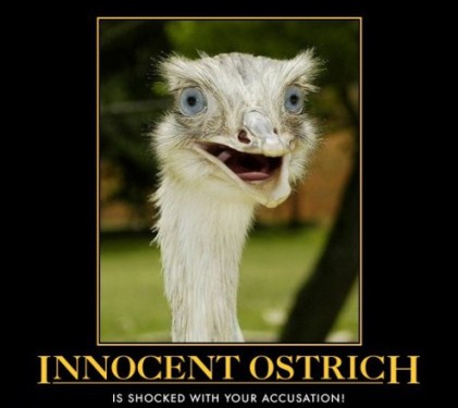 innocent_ostrich_funny_picture_1.jpg