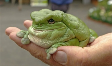 jabba_the_hut_frog.jpg