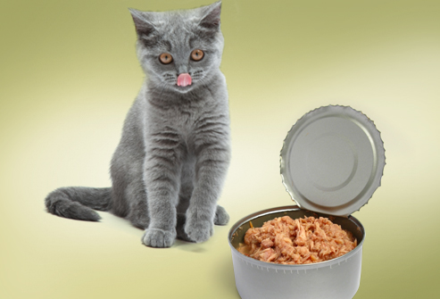 jiu_rf_photo_of_cat_looking_at_can_of_tuna.jpg