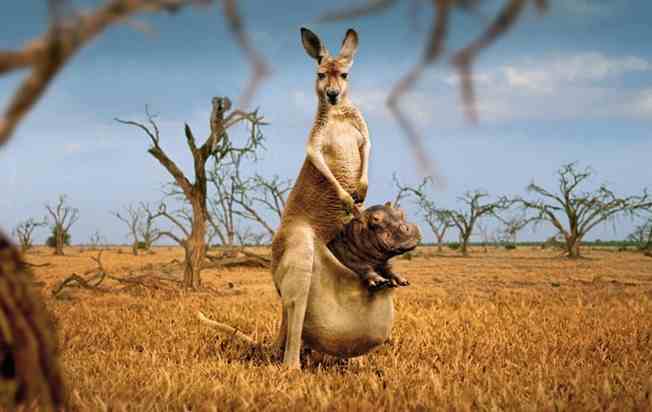 kangaroo.jpg