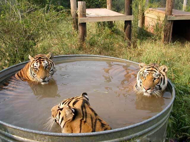 kitty_hot_tub.jpg