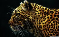 leopard_2_wallpaper_1440x900_thumb.jpg