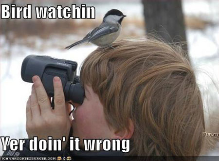 lol_bird_watch.jpg