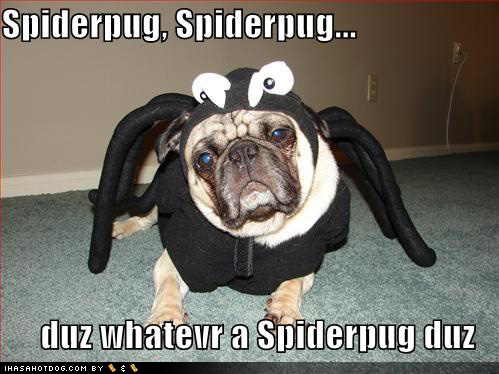 loldog_cute_pug_in_costume_spiderpug.jpg