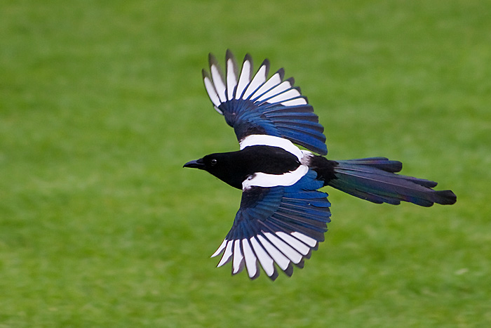 magpie2.jpg