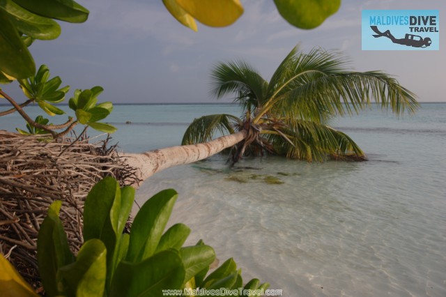 maldives_fallen_palm_tree_2.jpg