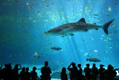 male_whale_shark_at_georgia_aquarium.jpg