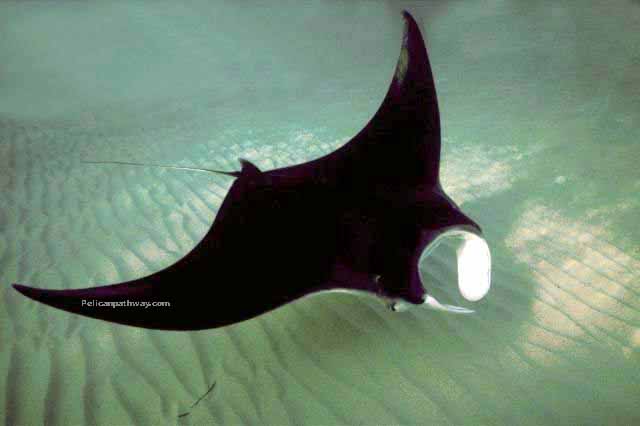 manta_ray.jpg