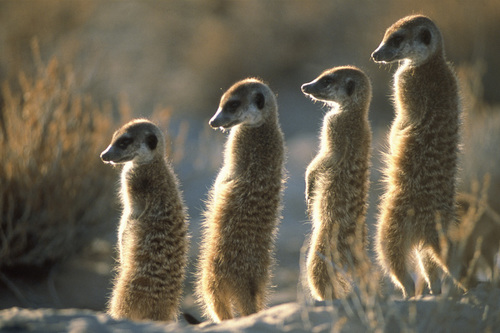 meerkat.jpg