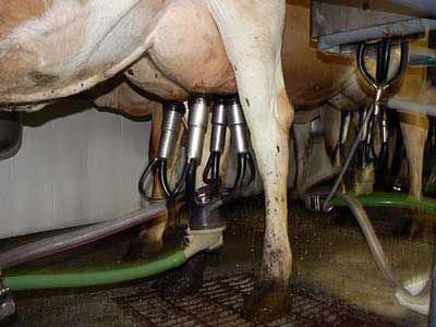 milking_machine.jpg