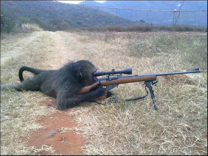 monkey_shooting_gun.jpg