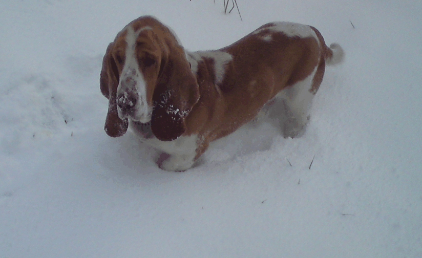 mutt_in_the_snow.gif