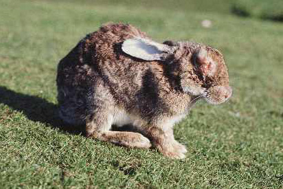 myxomatosis2_edited_1.jpg