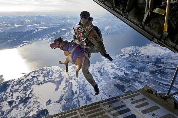 parachuting_dog.jpg