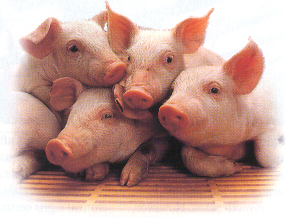 piglets.jpg