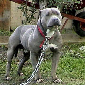 pit_bull1248804717.jpg