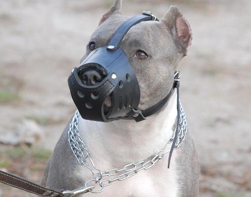 pitbull_muzzle_leather_dog_dog1_LRG.jpg