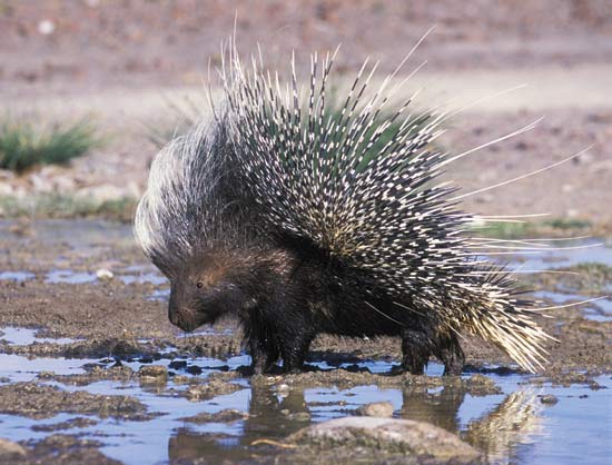 porcupine.jpg