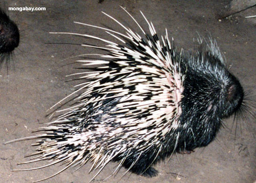 porcupines.jpg