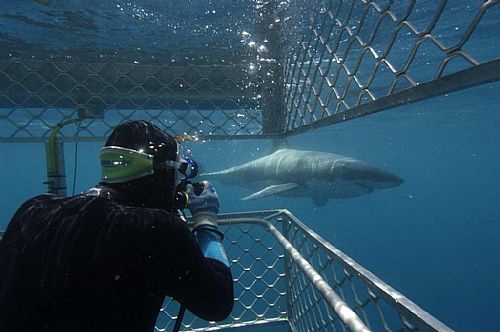 port_lincoln_great_white_cage_diving_1.jpg