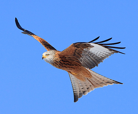 red_kite.jpg