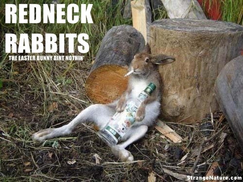 redneck_rabbits_funny_animals.jpeg